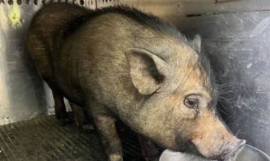 Birmingham Bacon: Pig Captured During East Lake Crime Crackdown