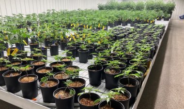 Judge's New Order Extends 'Heartbreaking' Delay of Medical Cannabis in Alabama