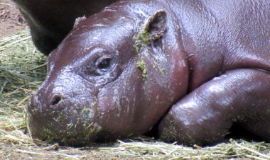 Endangered Pygmy Hippos Ronda and Asali Featured at Montgomery Zoo
