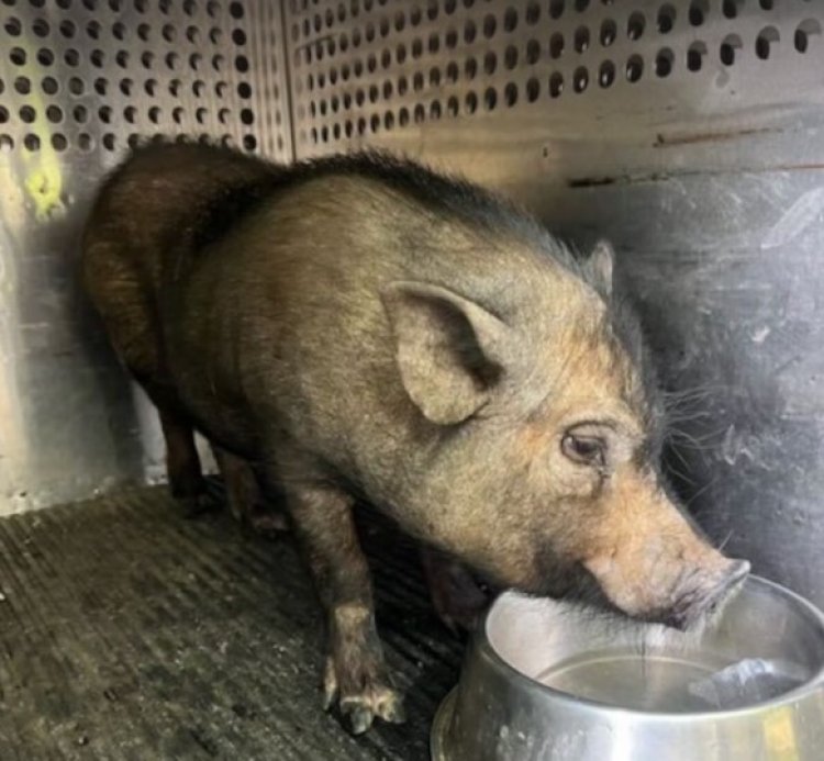 Birmingham Bacon: Pig Captured During East Lake Crime Crackdown