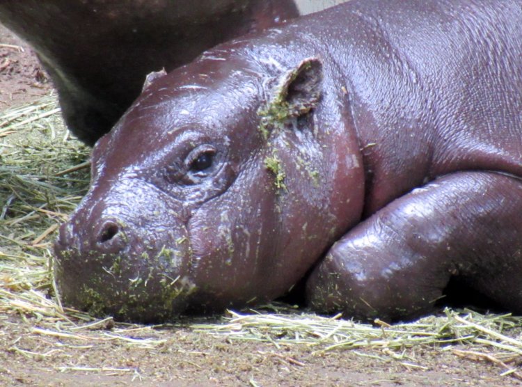 Endangered Pygmy Hippos Ronda and Asali Featured at Montgomery Zoo