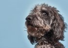 Man’s Best Friend: How Science Proves Dogs Are Tuned Into Your Emotions