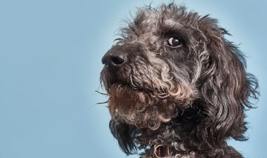 Man’s Best Friend: How Science Proves Dogs Are Tuned Into Your Emotions