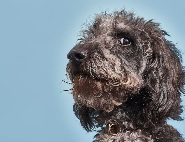 Man’s Best Friend: How Science Proves Dogs Are Tuned Into Your Emotions