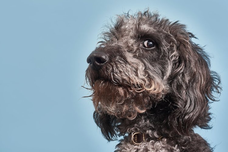 Man’s Best Friend: How Science Proves Dogs Are Tuned Into Your Emotions